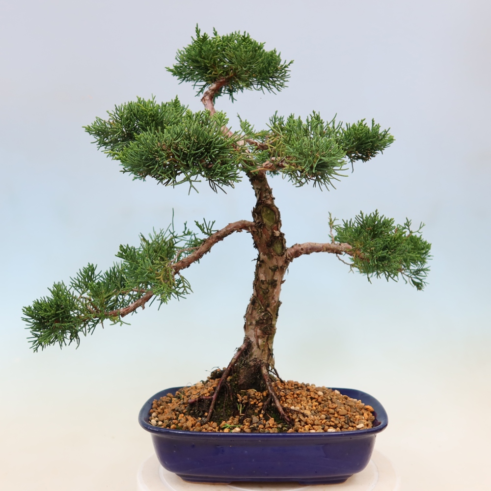 Bonsaï d'extérieur - Juniperus chinensis Kishu