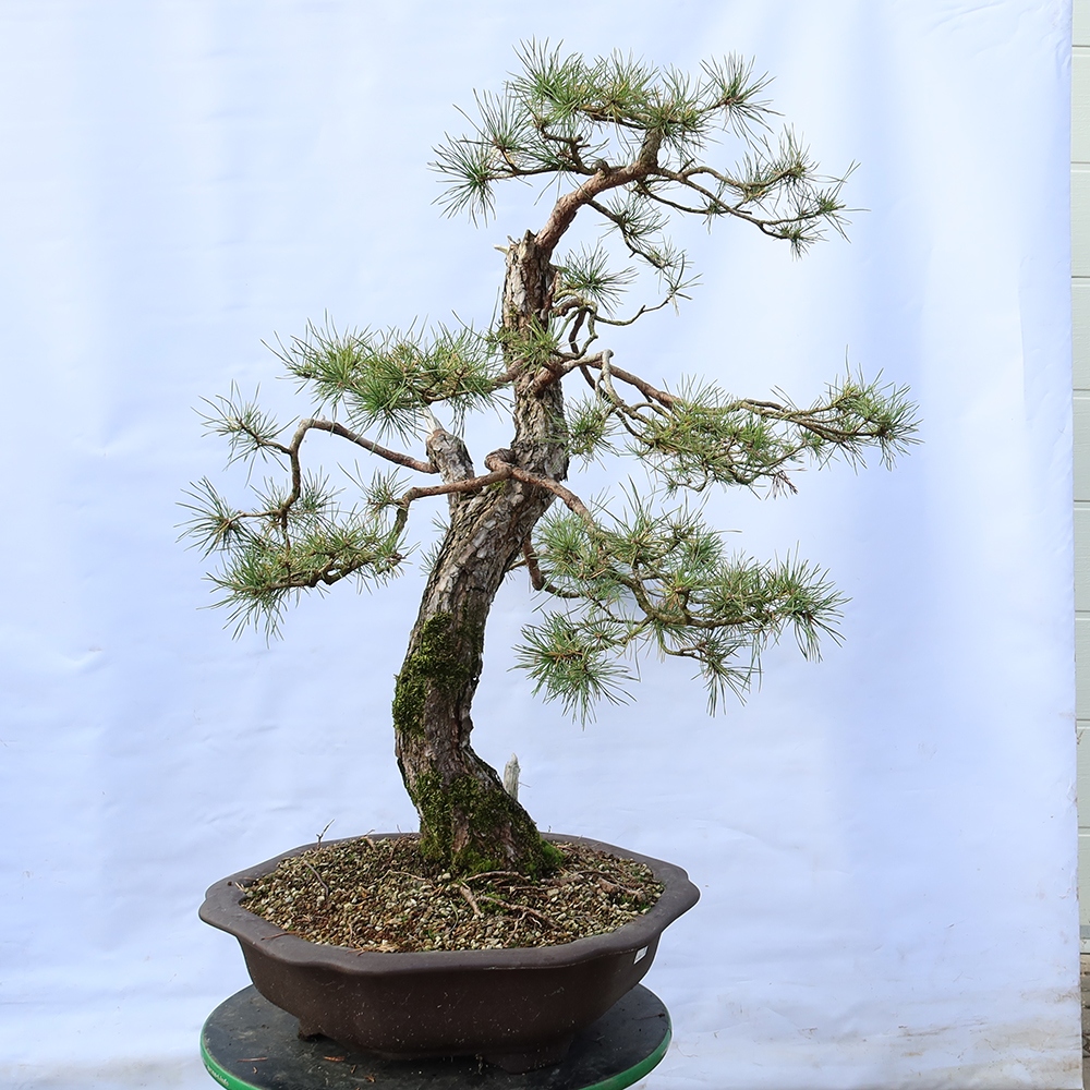Pinus sylvestris Espagne - pin sylvestre