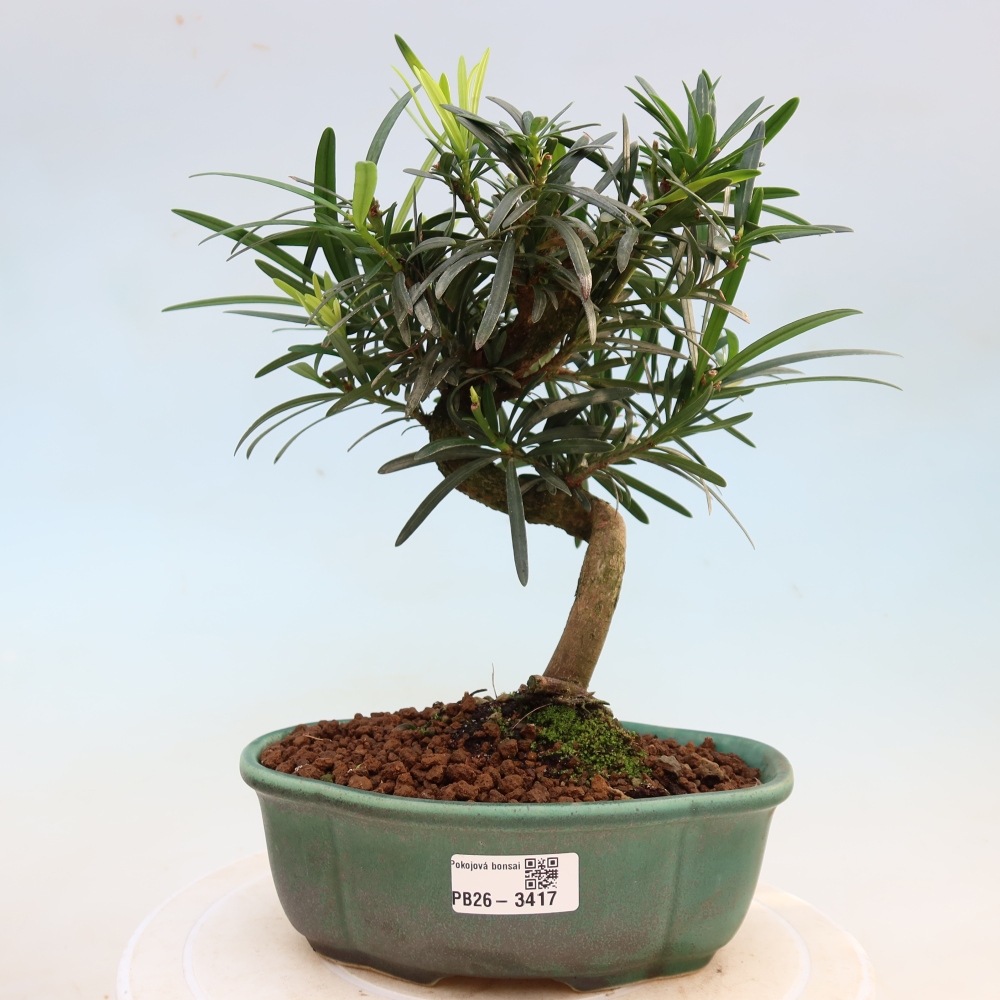 Salle bonsaï - Podocarpus - If en pierre