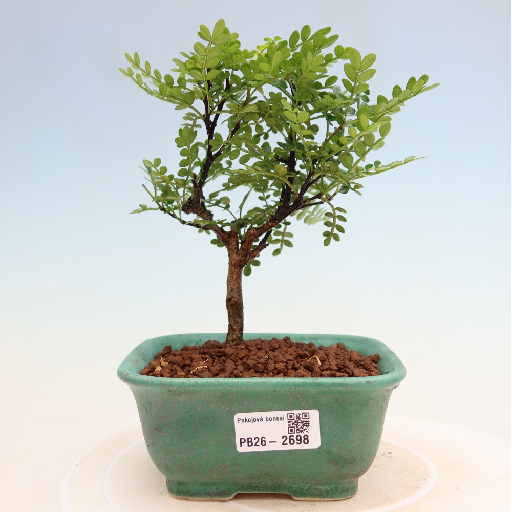 Salle bonsaï - Zantoxylum piperitum - arbre à poivre