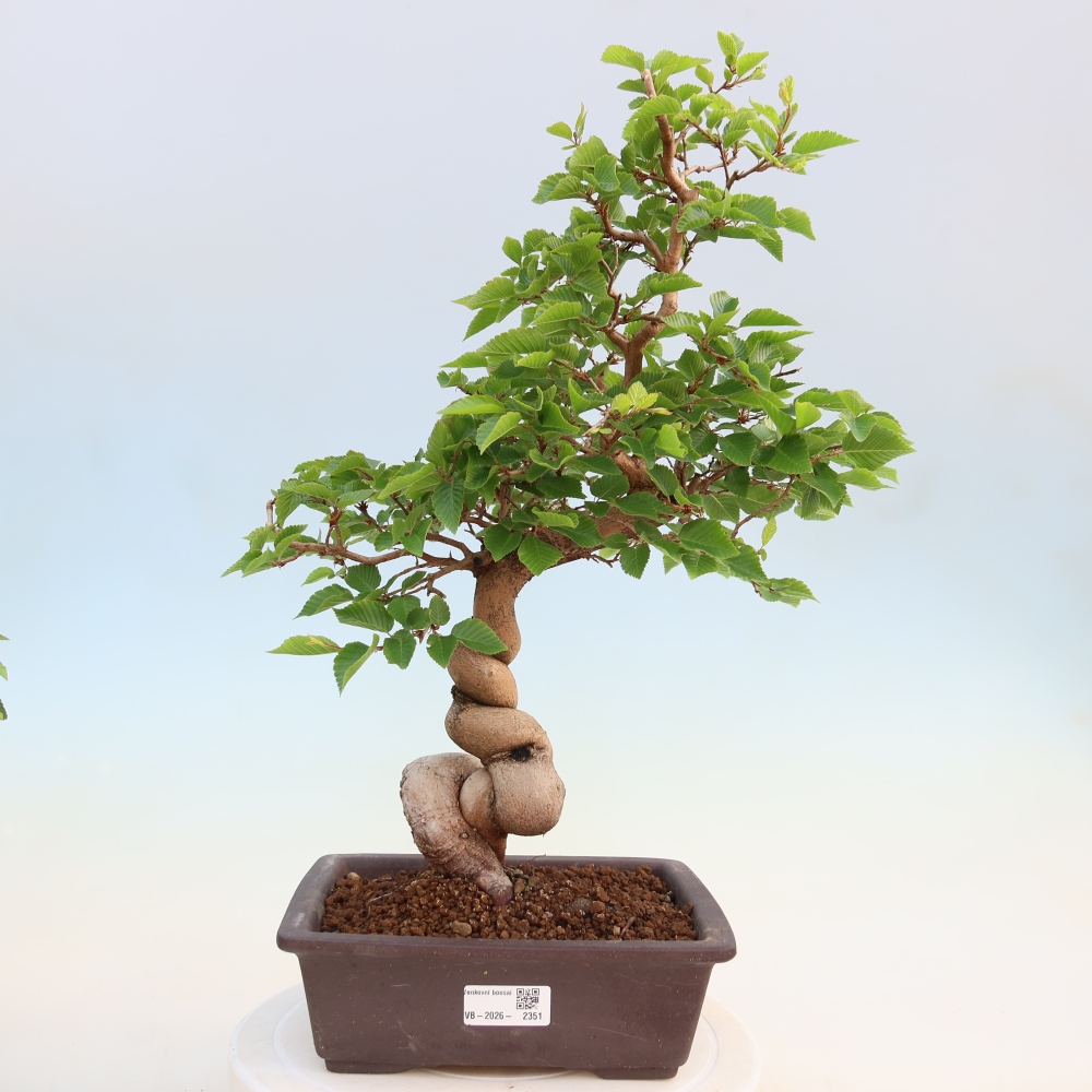 Bonsaï d'extérieur -Carpinus Coreana - Charme de Corée