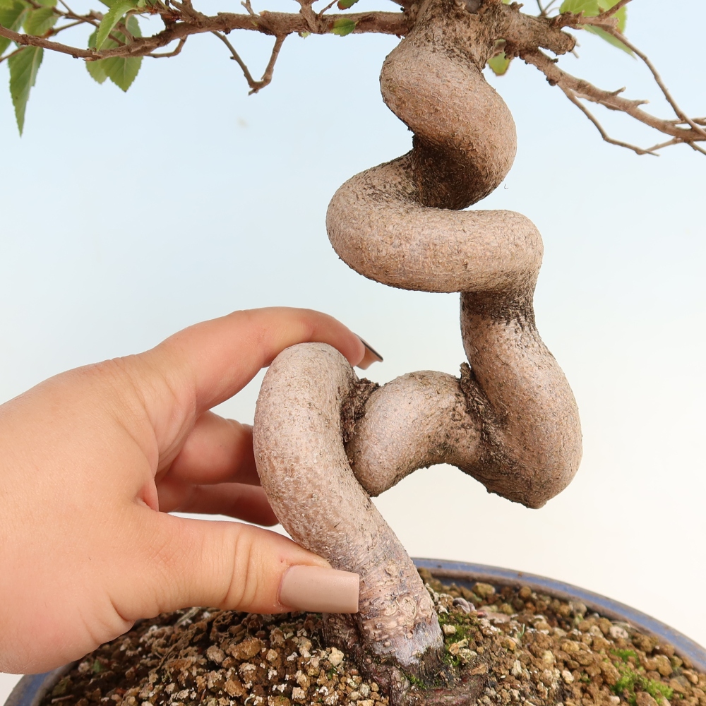 Bonsaï d'extérieur -Carpinus CARPINOIDES - Charme de Corée
