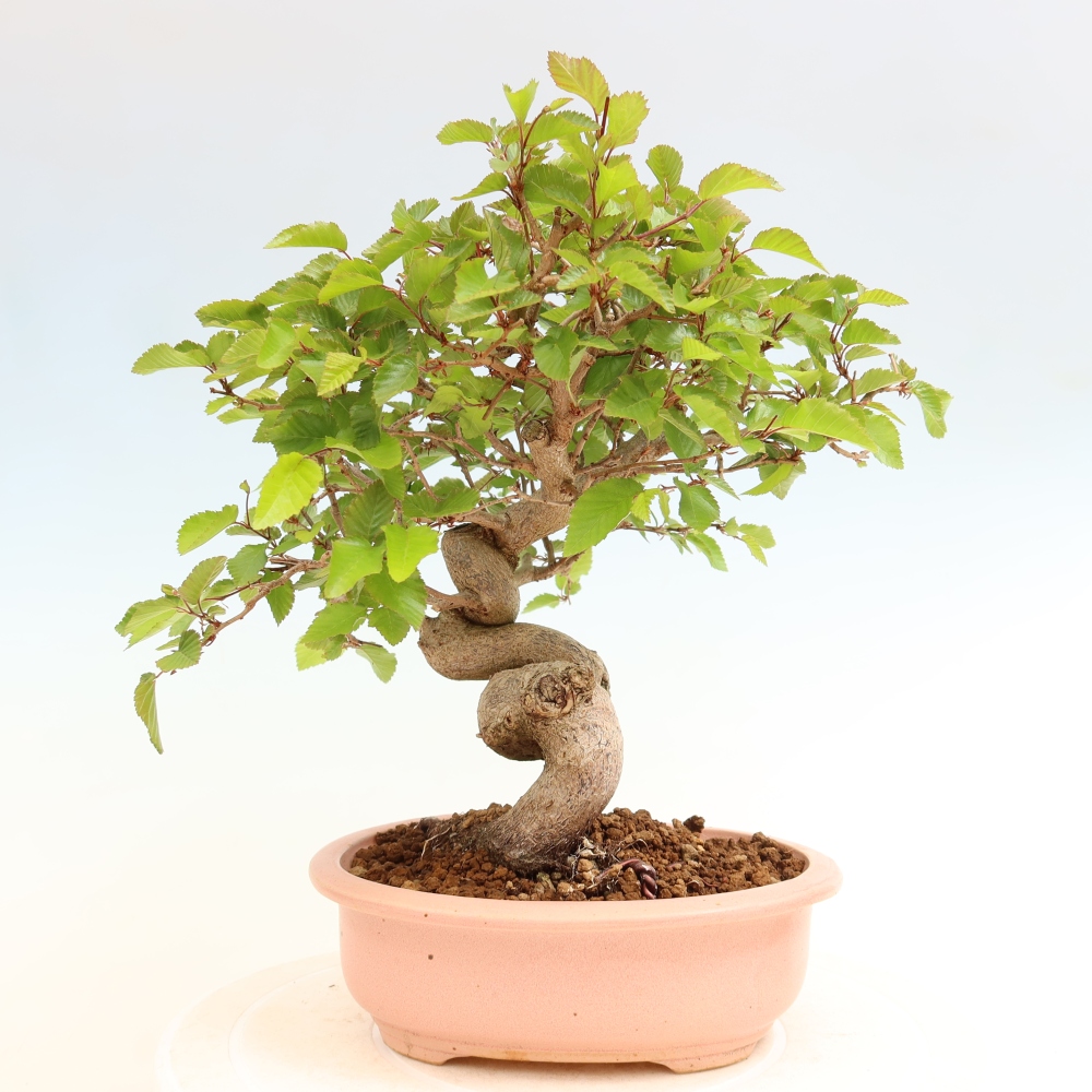 Bonsaï d'extérieur -Carpinus Coreana - Charme de Corée