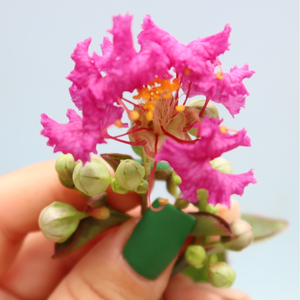 Bonsaï d'intérieur - Lagerstroemia indica - lilas indien