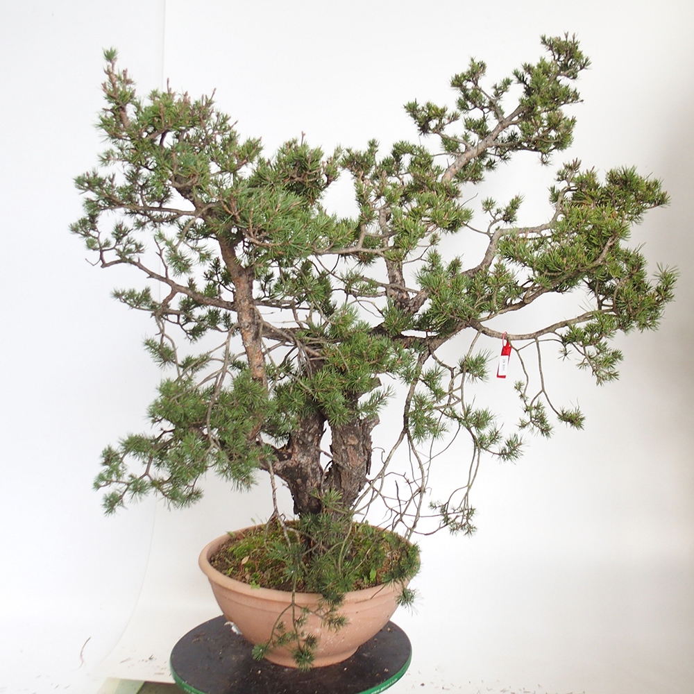 Yamadori - Pinus sylvestris Espagne