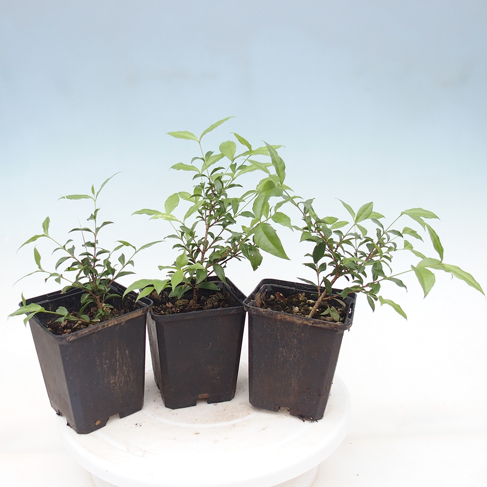 Bonsaï de chambre - Malpighia coccigera- Barbdor cherry in container