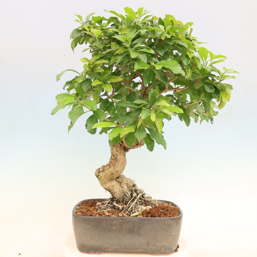 Bonsaï de chambre - Duranta erecta Aurea