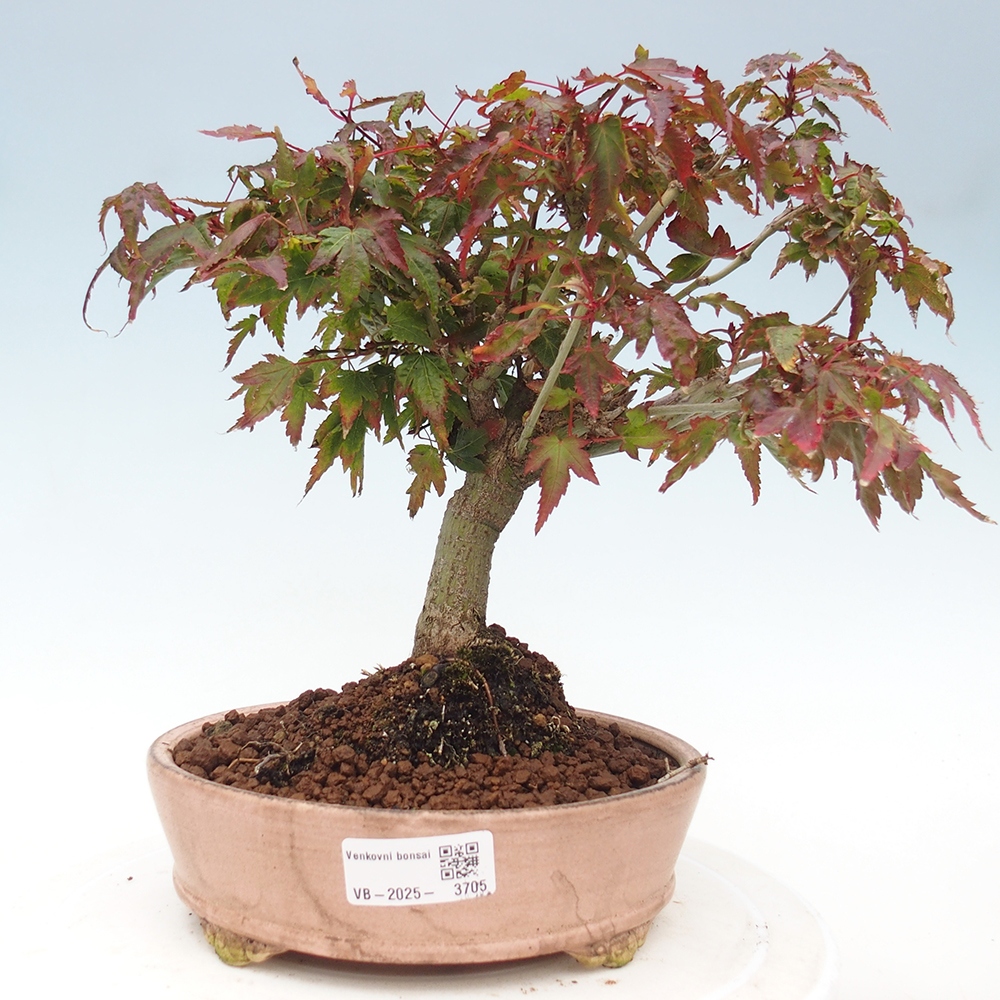 Acer palmatum KIOHIME - Érable palmé