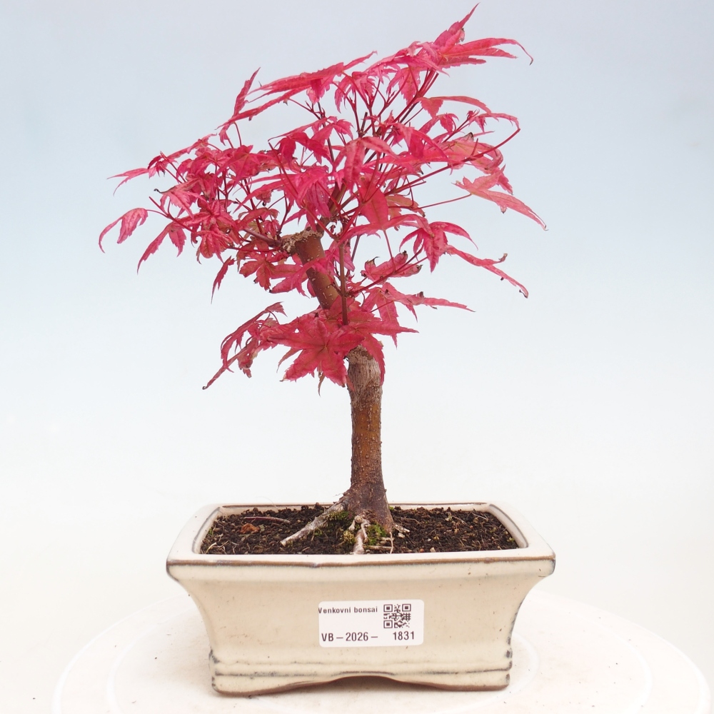 Bonsaï d'extérieur - Acer palmatum DESHOJO