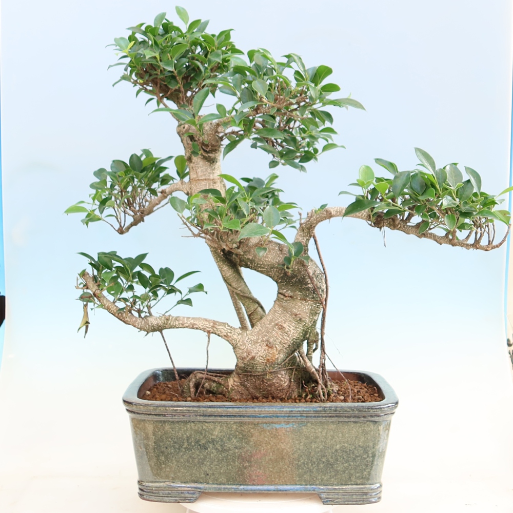 Salle bonsaï - Ficus kimmen - ficus à petites feuilles