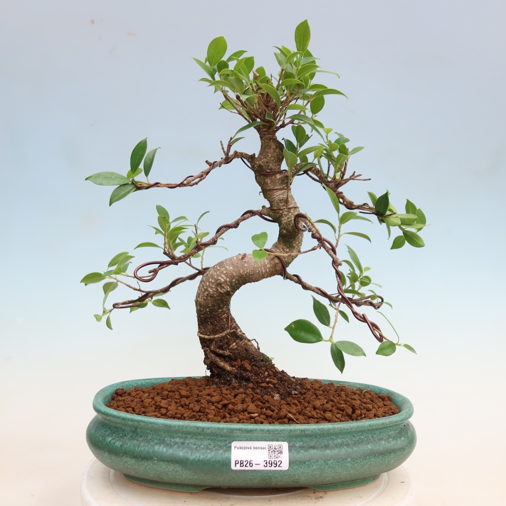 Salle bonsaï - Ficus kimmen - ficus à petites feuilles