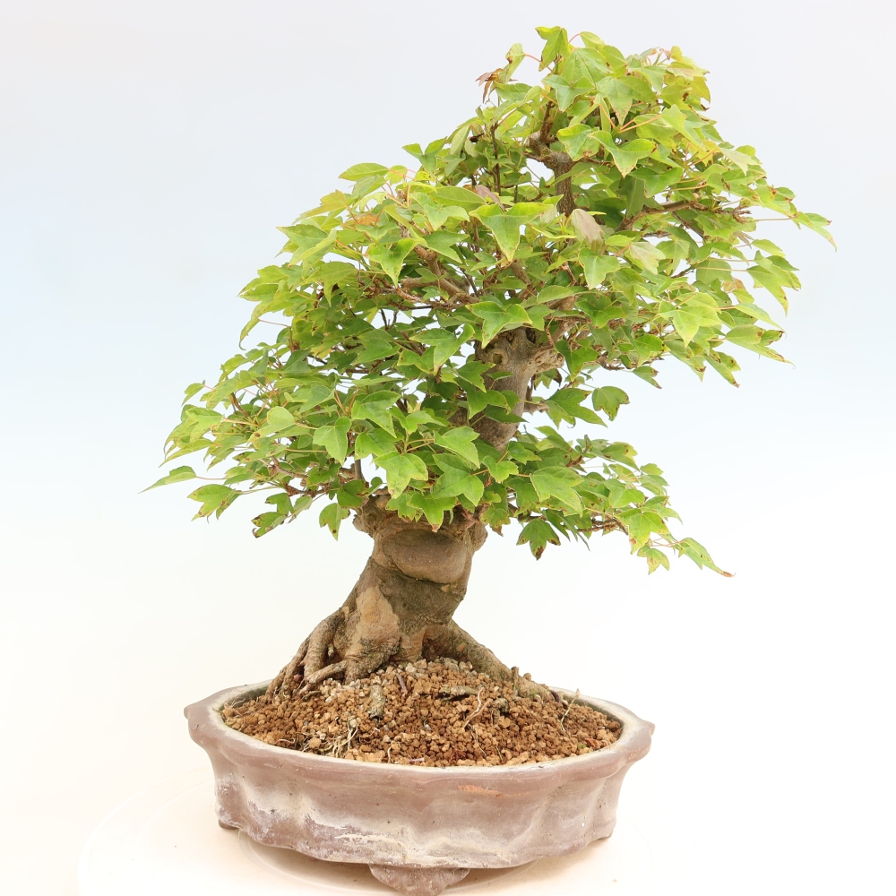 Bonsaï d'extérieur - Maple Burger - Acer Burgerianum