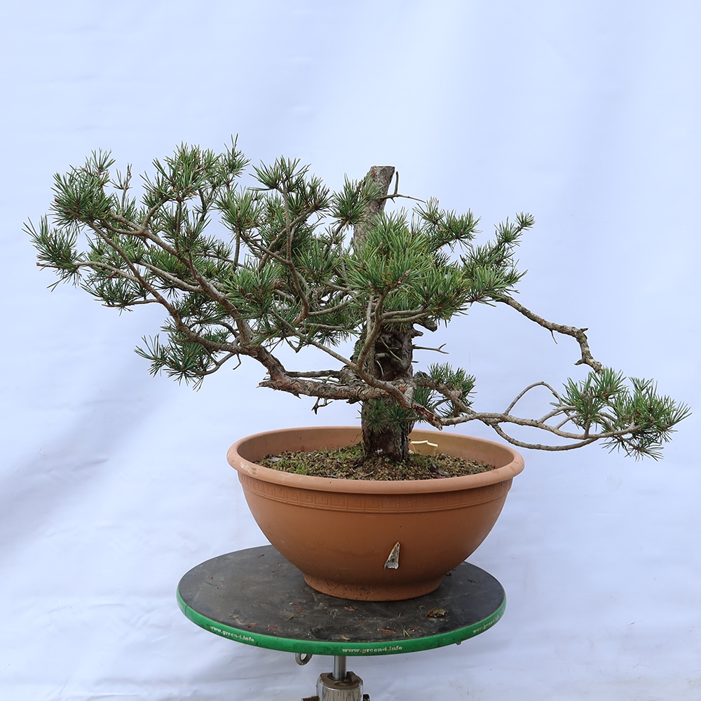 Pinus sylvestris Espagne - pin sylvestre