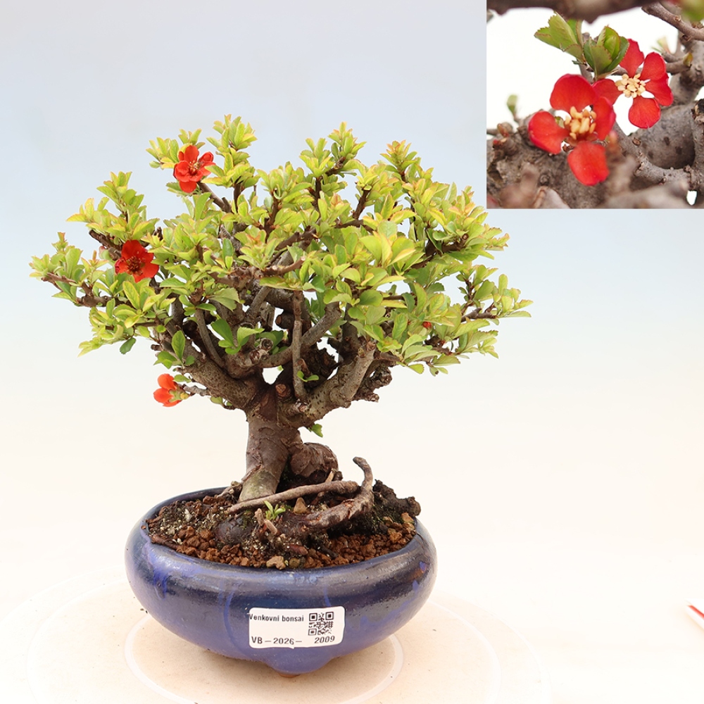 Bonsaï d'extérieur - Chaneomeles speciosa Chojubai