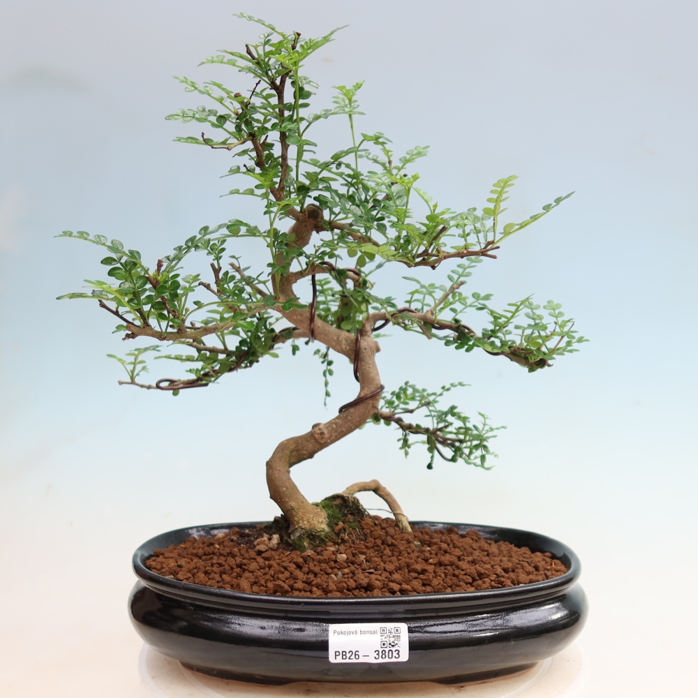 Salle bonsaï - Zantoxylum piperitum - arbre à poivre