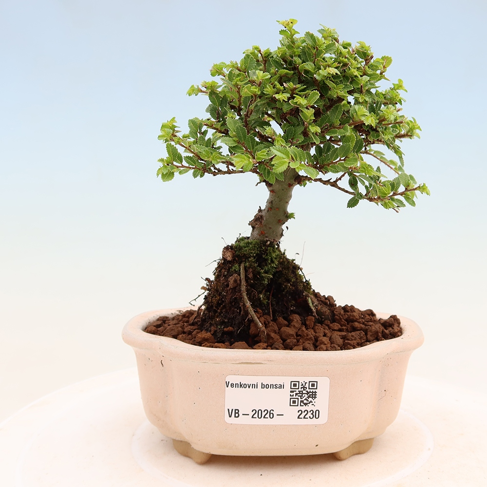 Bonsaï d'extérieur - Ulmus parvifolia Sagei - Orme à petites feuilles