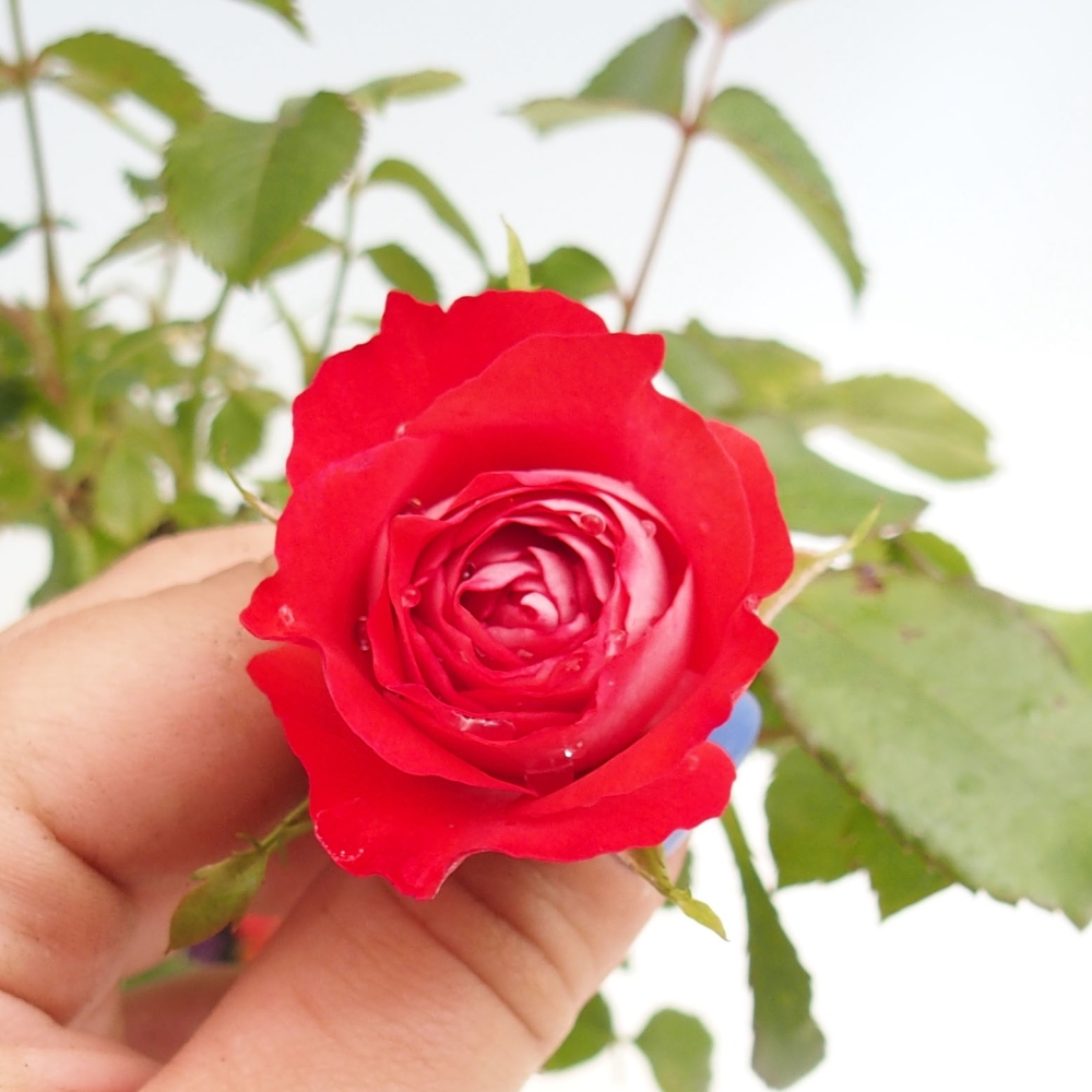 Bonsaï d'extérieur - Rosa Kordes - rose