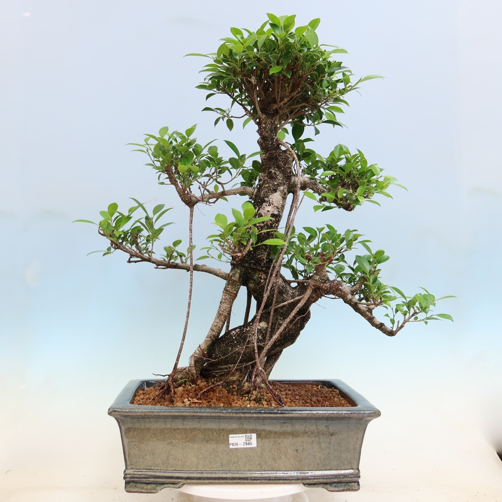 Salle bonsaï - Ficus kimmen - ficus à petites feuilles