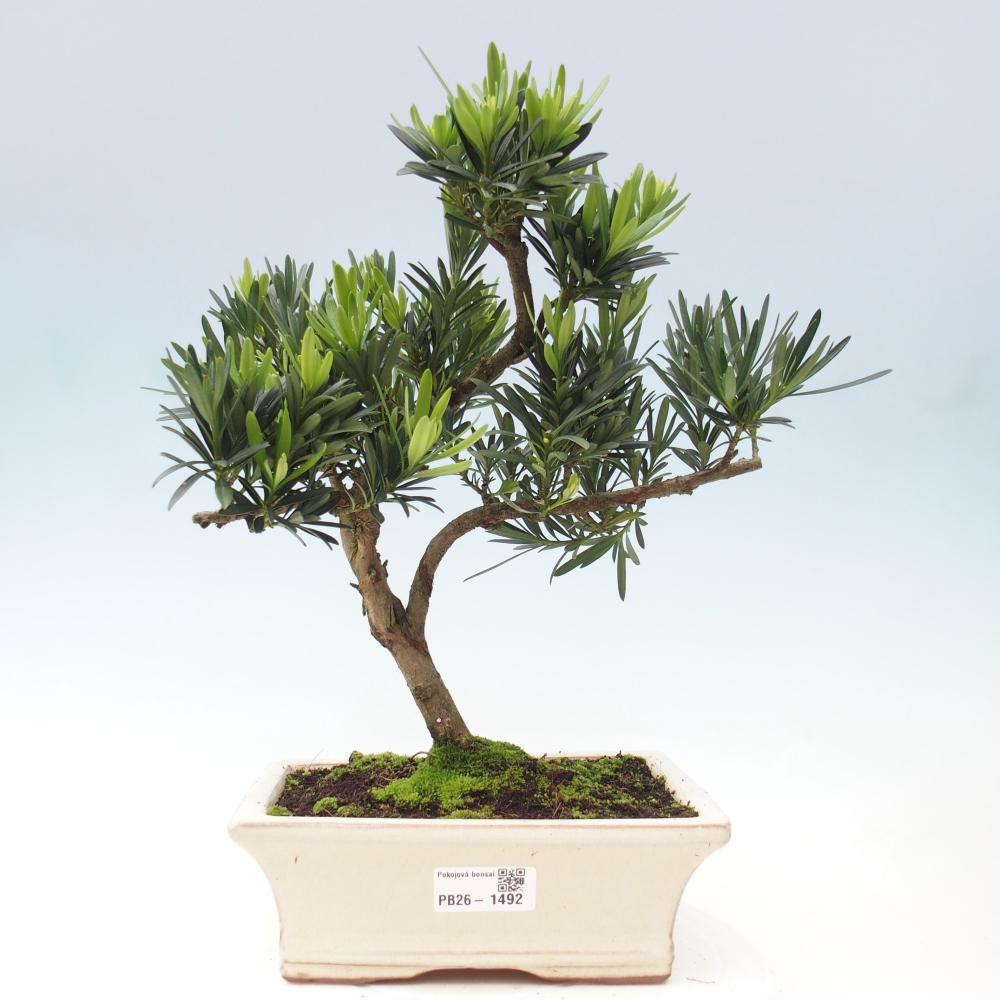 Salle bonsaï - Podocarpus - If en pierre
