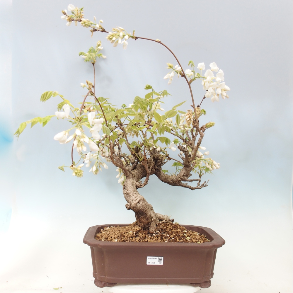 Bonsaï d'extérieur - Vistaria - Wisteria