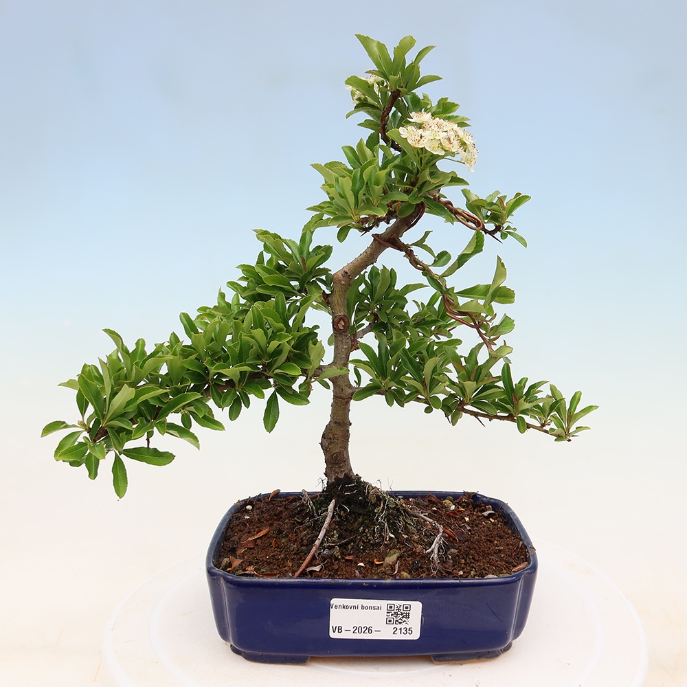 Bonsaï d'extérieur - Pyracantha teton - Pyracantha