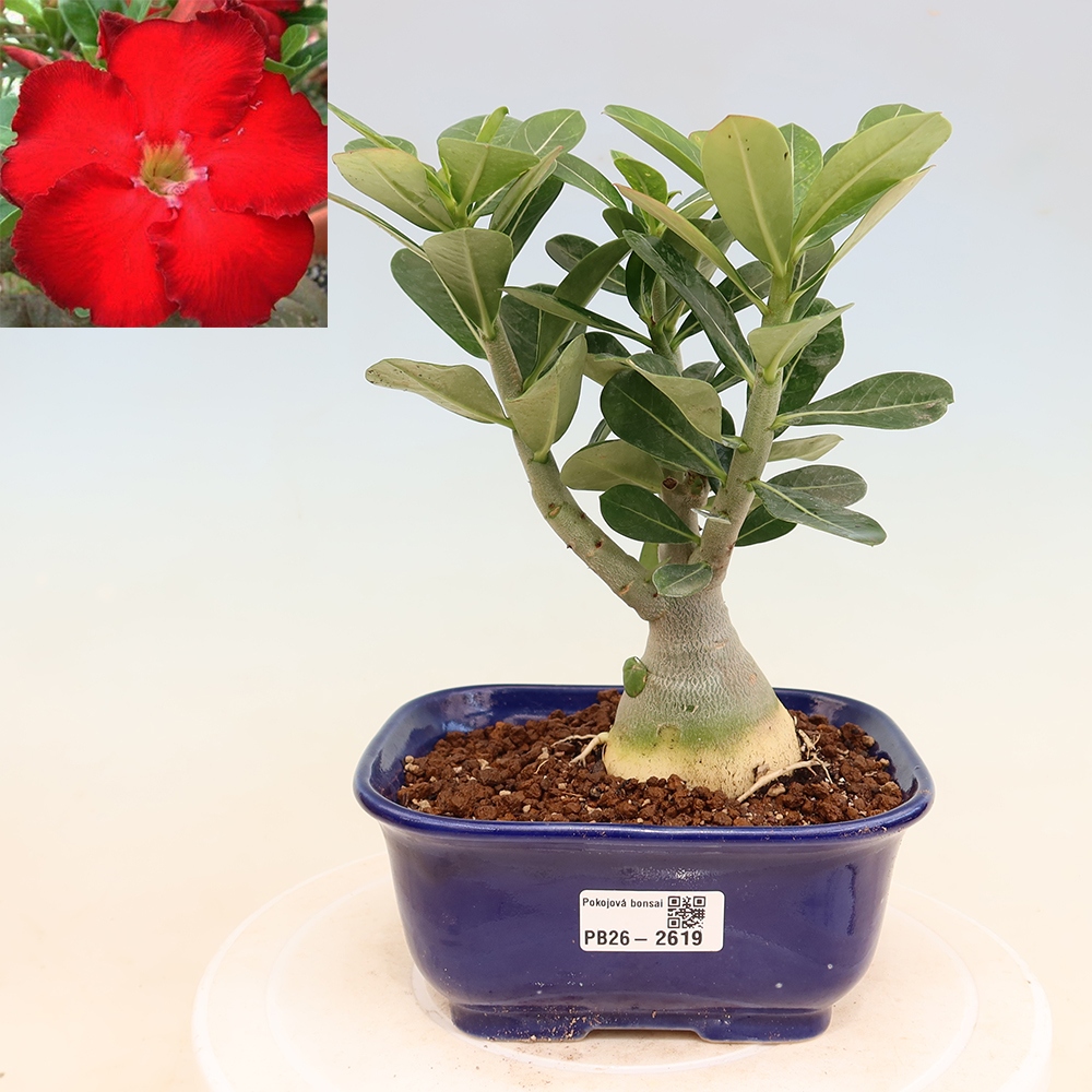 Bonsaï d'intérieur - Adenium obesum Red Star - Rose du désert
