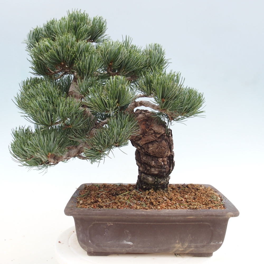 Bonsaï d'extérieur - Pinus parviflora - Pinus parviflora