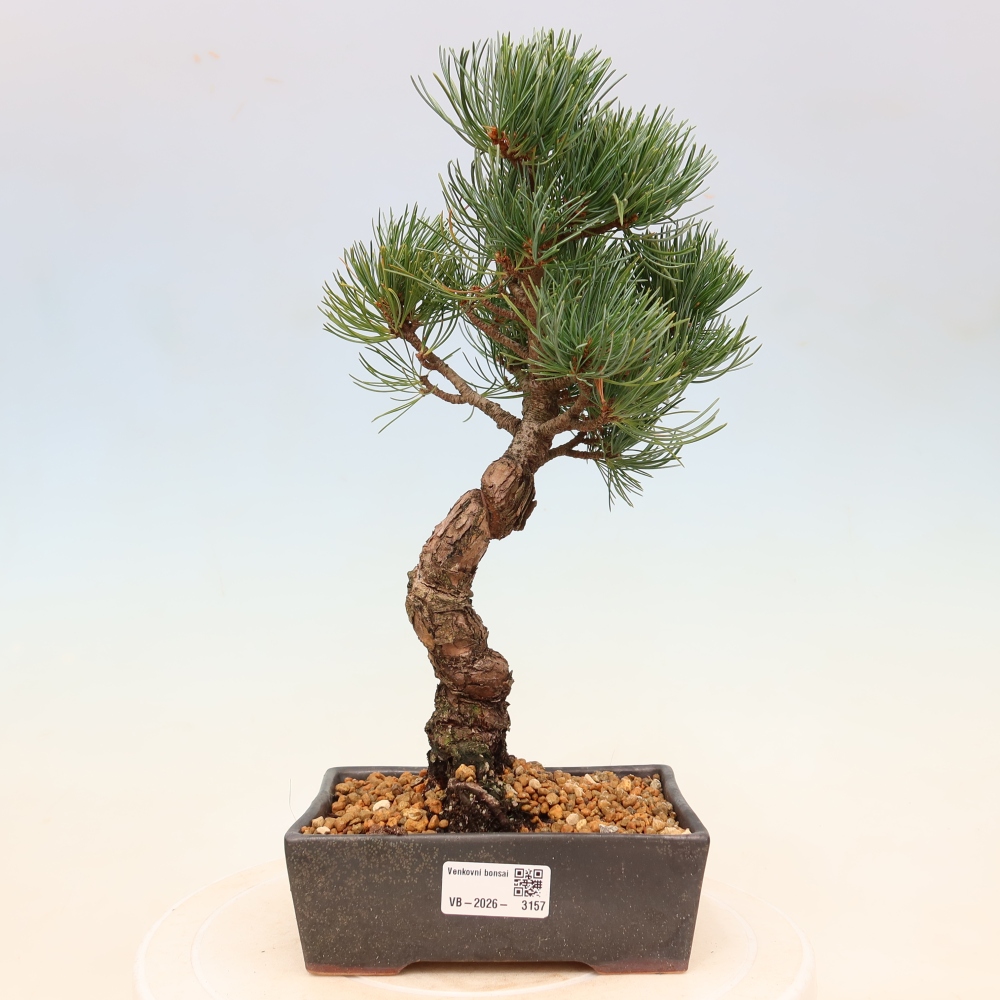Bonsaï d'extérieur - Pinus parviflora - Pinus parviflora