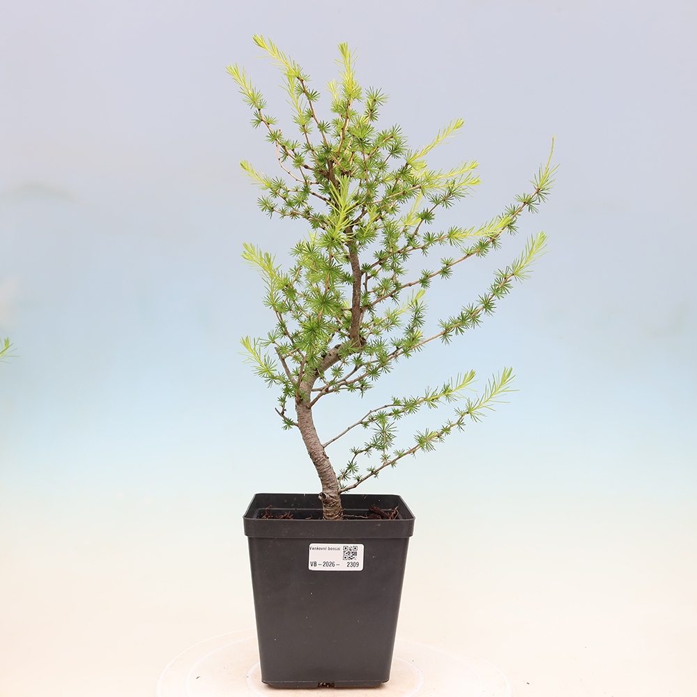 Bonsaï d'extérieur -Larix decidua - Mélèze