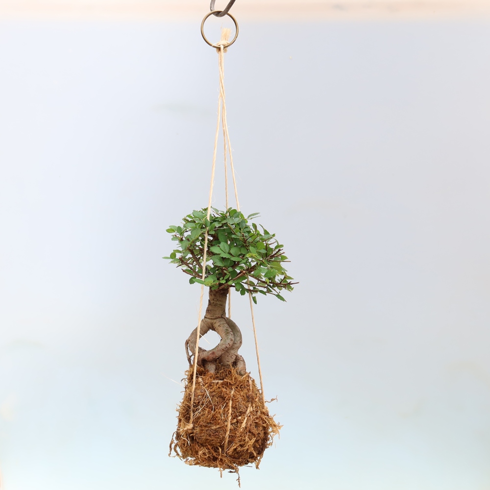 Kokedama en céramique -Ulmus parvifolia- orme à petites feuilles