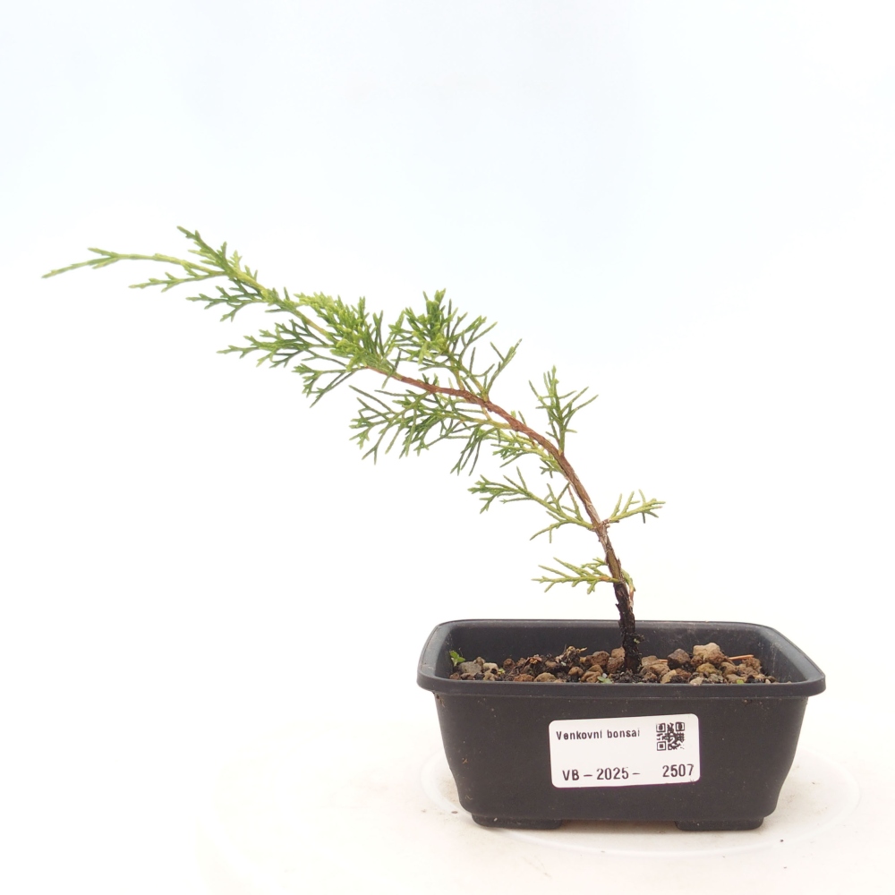 Bonsaï d'extérieur - Juniperus chinensis Itoigawa