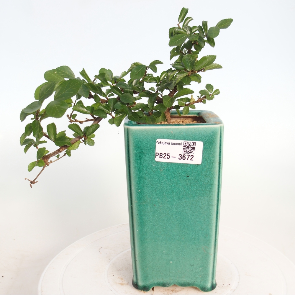 Bonsaï d'intérieur - Grewia occidentalis - Etoile de mer lavande