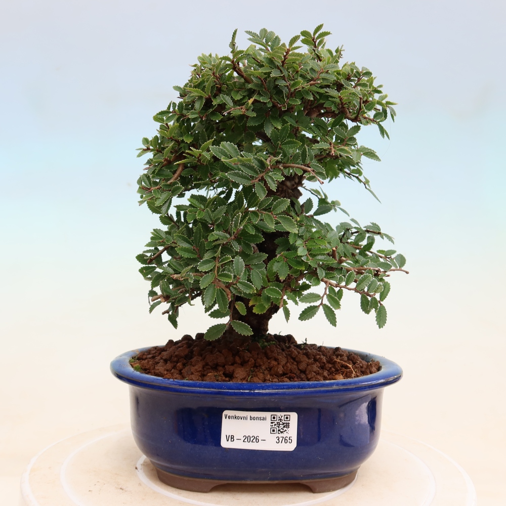 Bonsaï d'extérieur - Zelkova - Zelkova NIRE