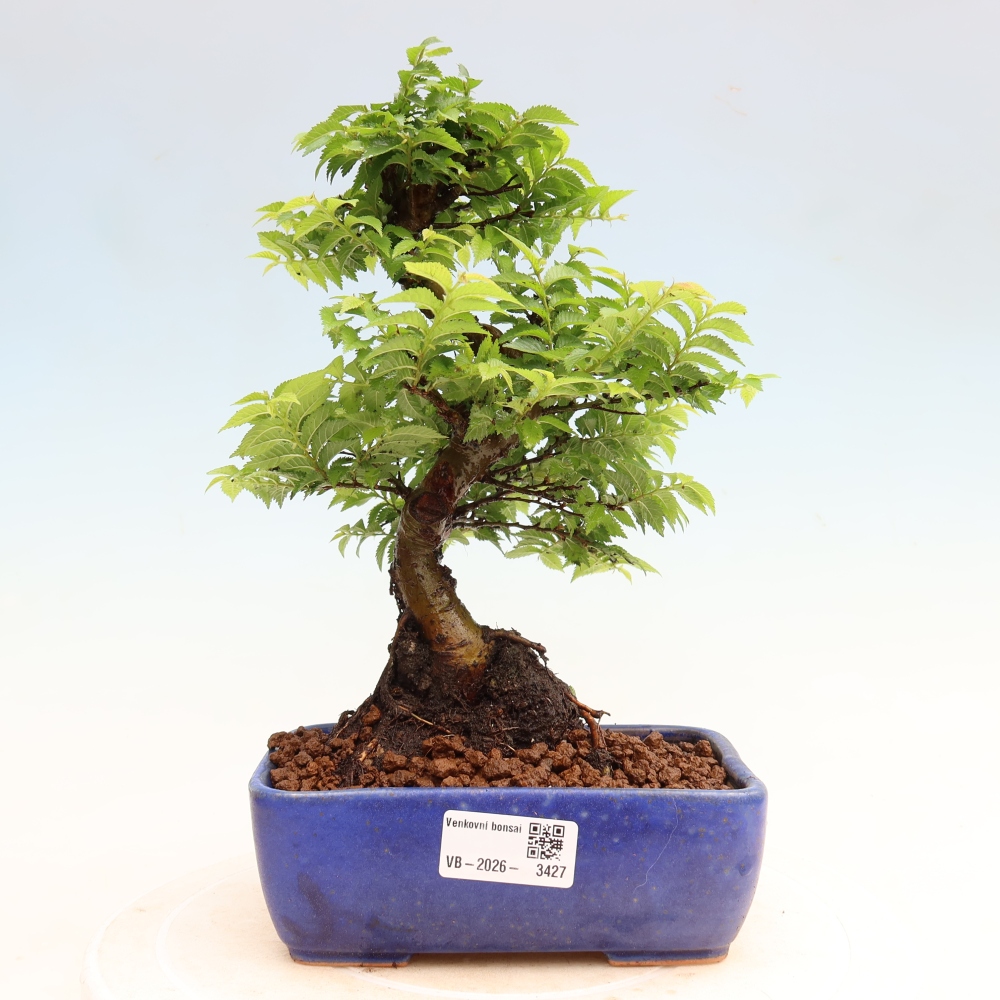 Bonsaï d'extérieur - Ulmus Jacqueline Hillier - Orme magnifique