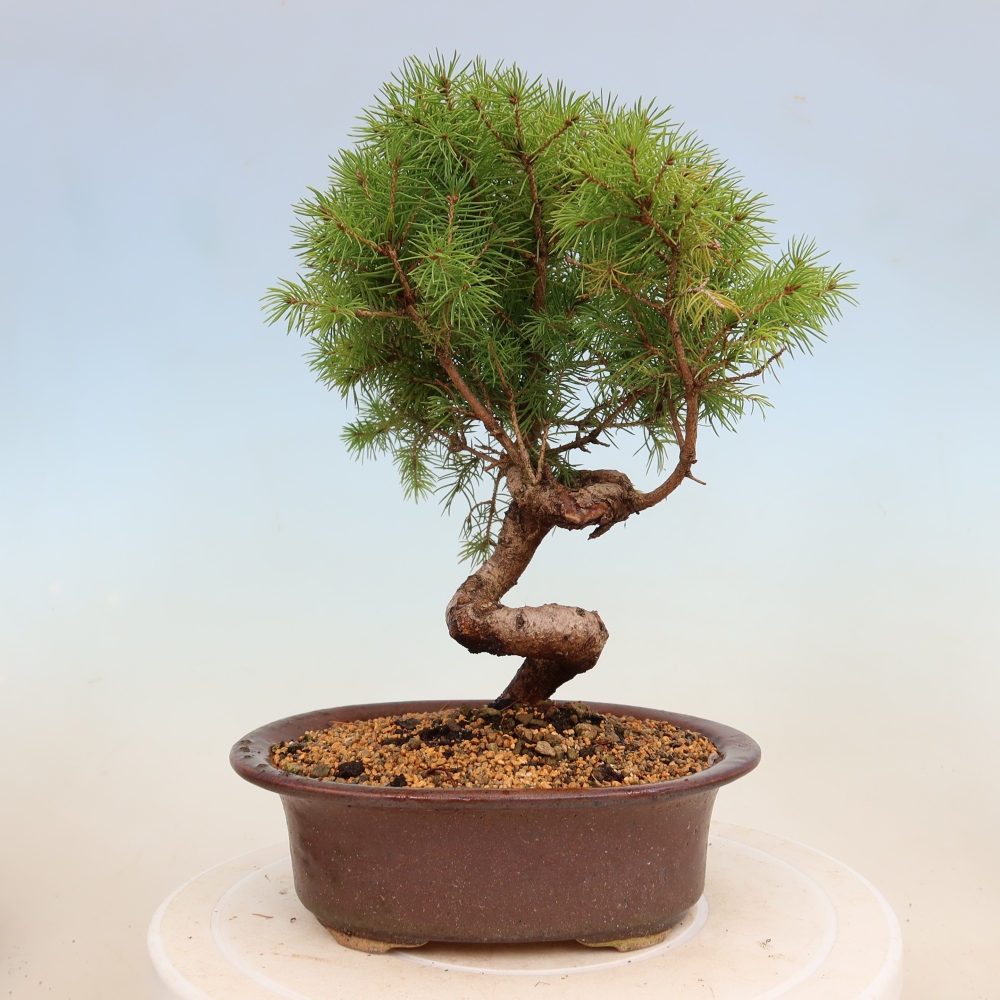 Bonsaï d'extérieur - Épicéa - Picea glauca globe