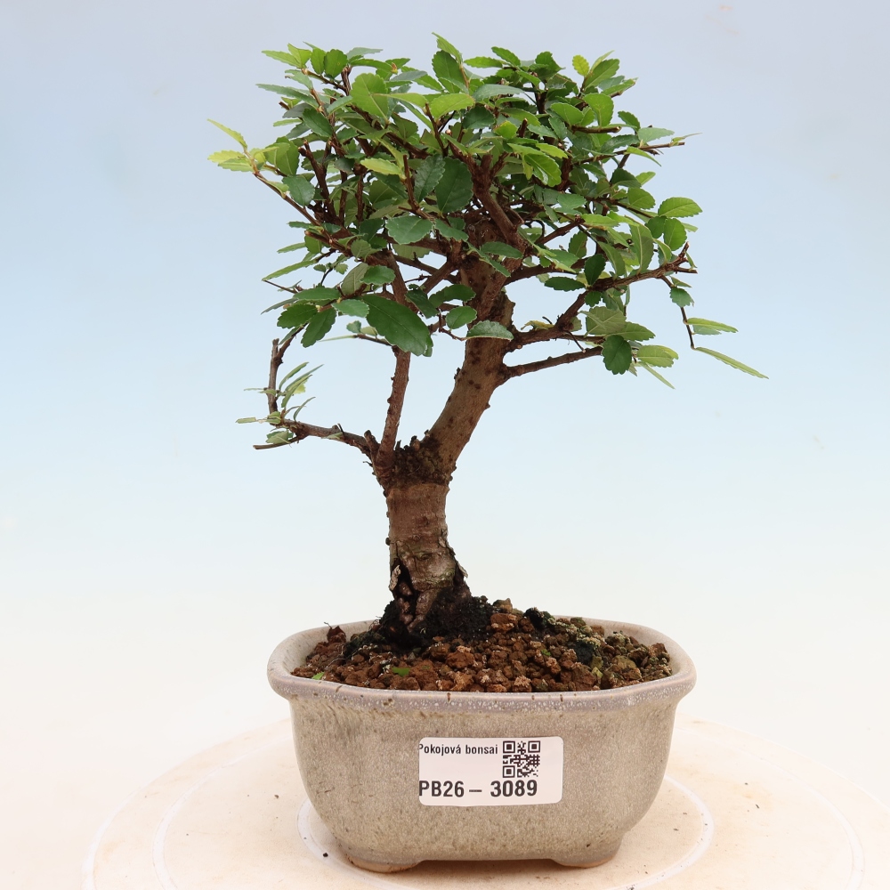 Bonsaï de chambre - Ulmus parvifolia - Orme à petites feuilles