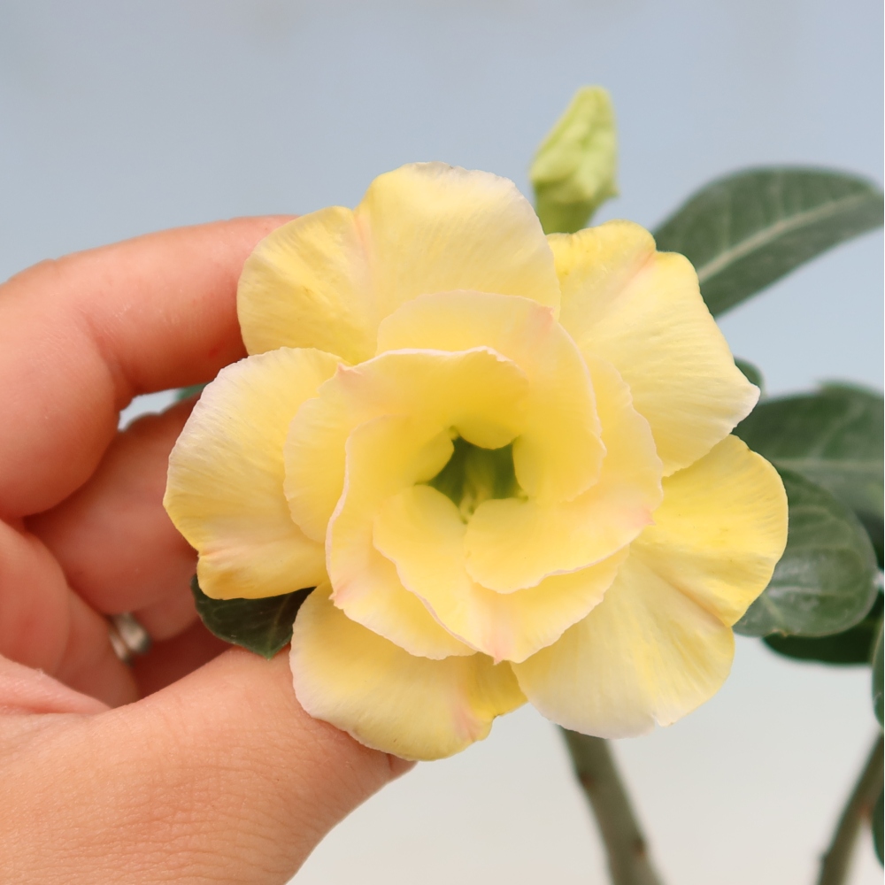 Bonsaï d'intérieur - Adenium obesum greffé « Alonza »  - Rose du désert