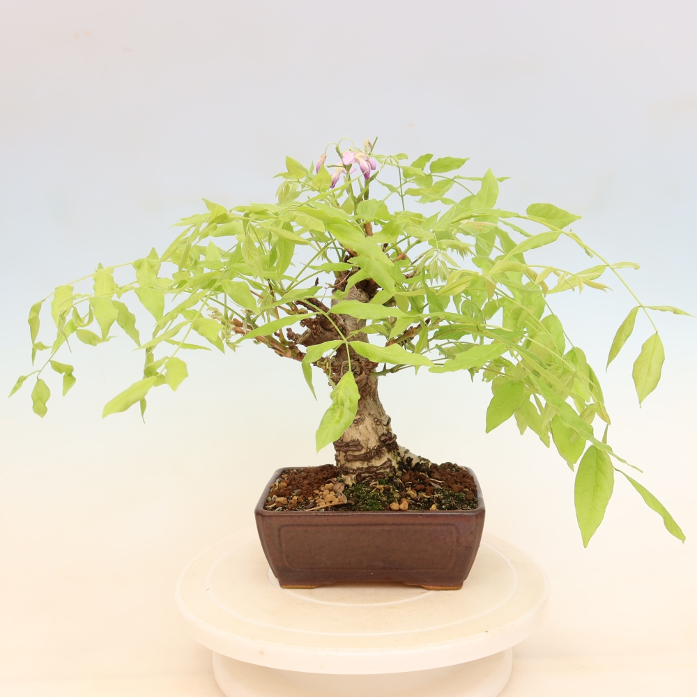 Bonsaï d'extérieur - Wisteria floribunda