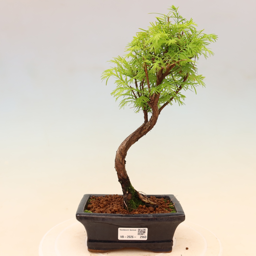 Bonsaï d'extérieur - Metasequoia glyptostroboides - Metasequoia chinois