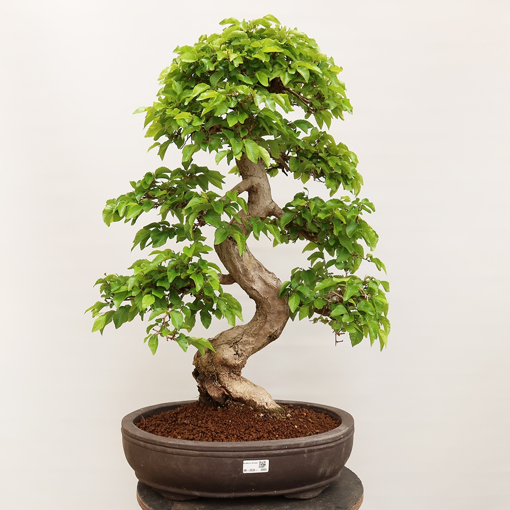 Bonsaï d'extérieur -Carpinus Coreana - Charme de Corée