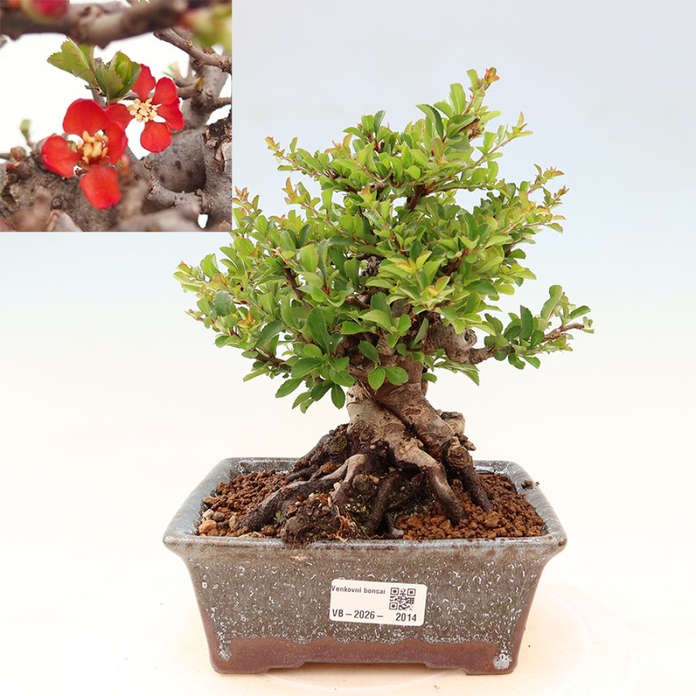Bonsaï d'extérieur - Chaneomeles speciosa Chojubai