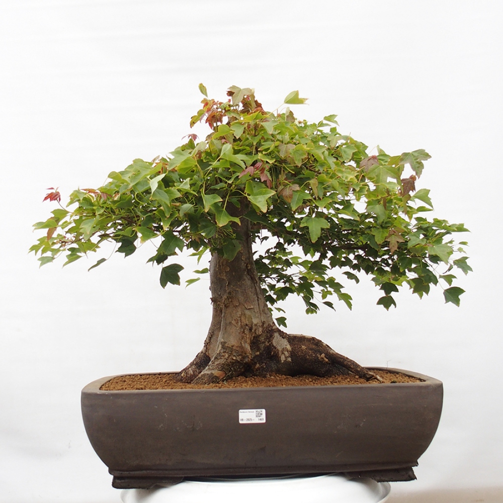 Bonsaï d'extérieur - Acer Buergerianum - Burger Maple