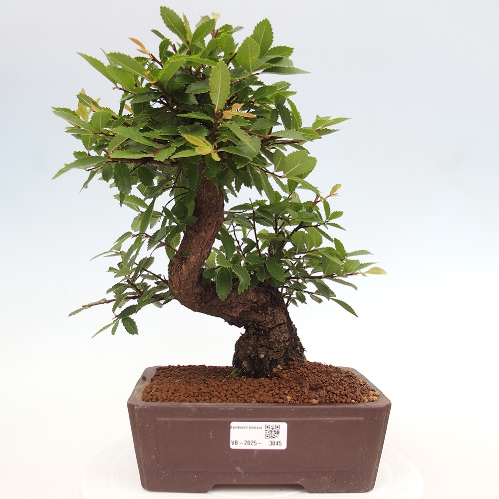 Bonsaï d'extérieur - Zelkova - Zelkova NIRE