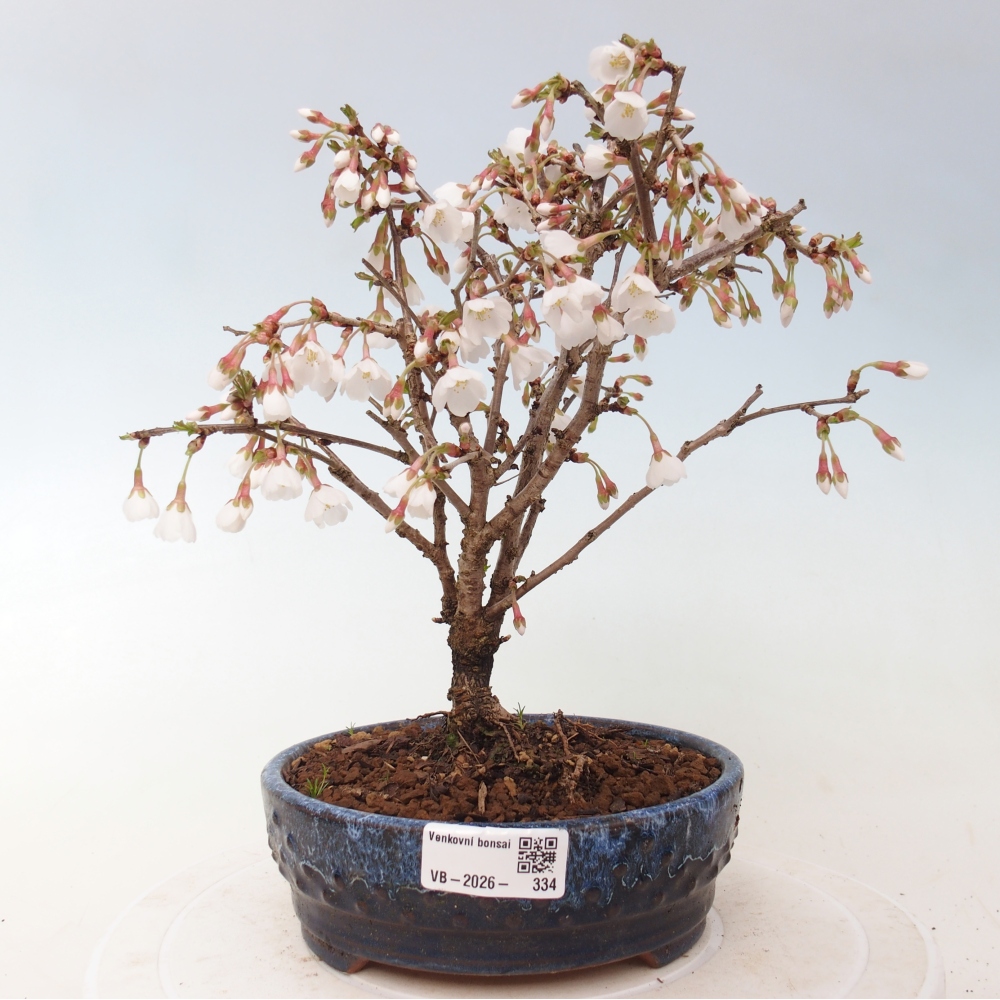 Bonsaï d'extérieur - Prunus incisa Kojou-no mai-Plivon découpé