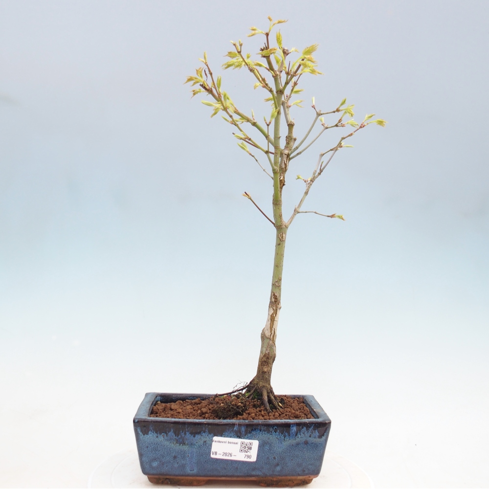 Acer palmatum Aureum - Érable doré
