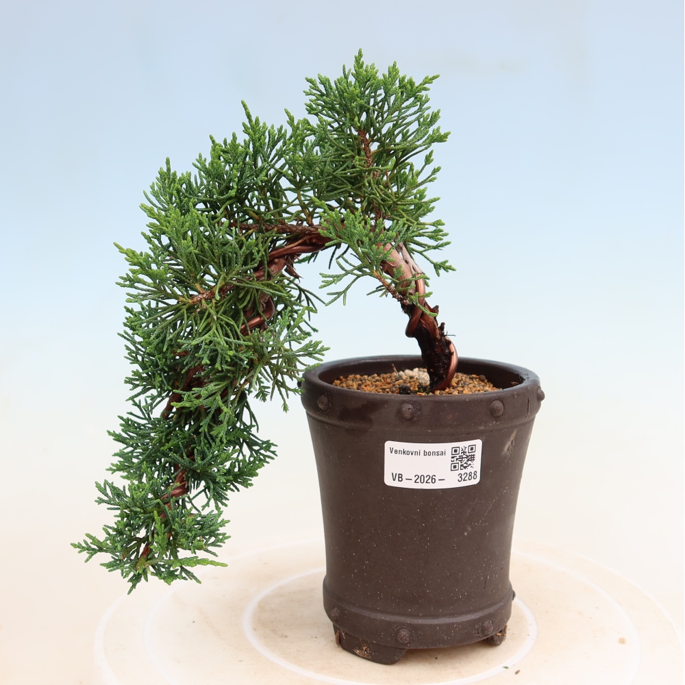Bonsaï d'extérieur - Juniperus chinensis Kishu