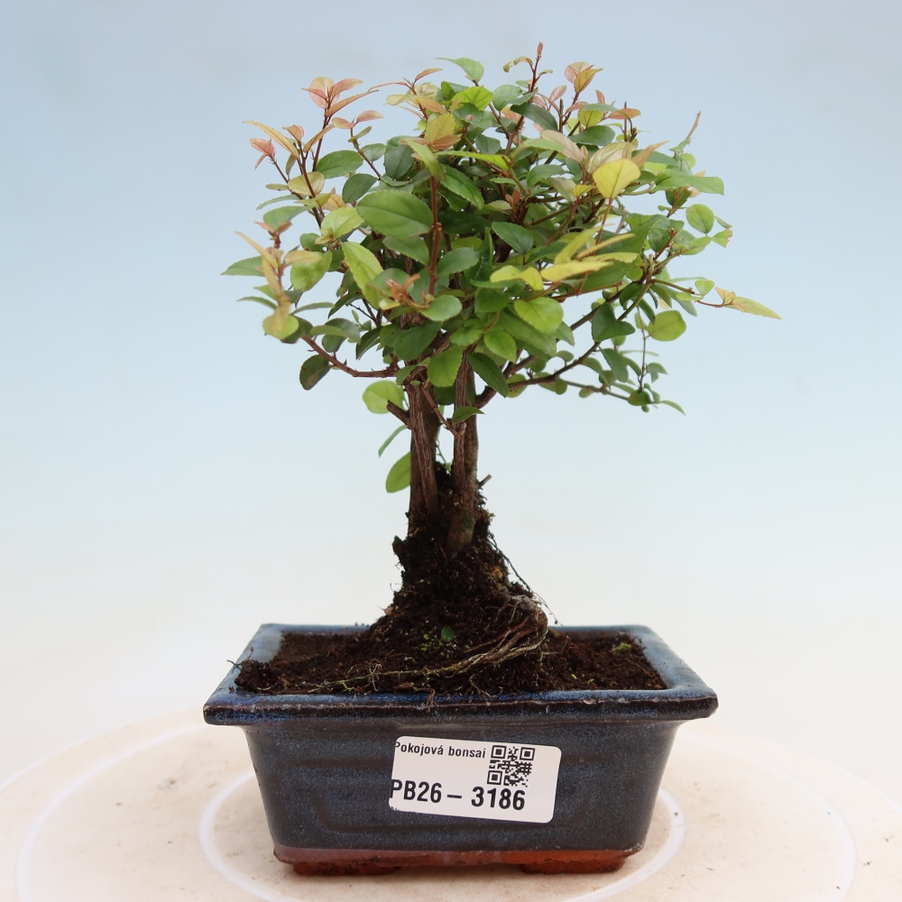 Bonsaï de chambre - Sageretia thea - Sageretia thea