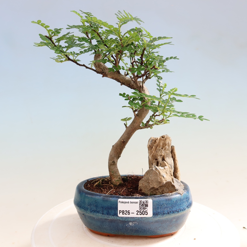 Salle bonsaï - Zantoxylum piperitum - arbre à poivre