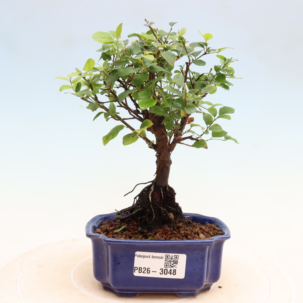 Bonsaï de chambre - Sageretia thea - Sageretia thea