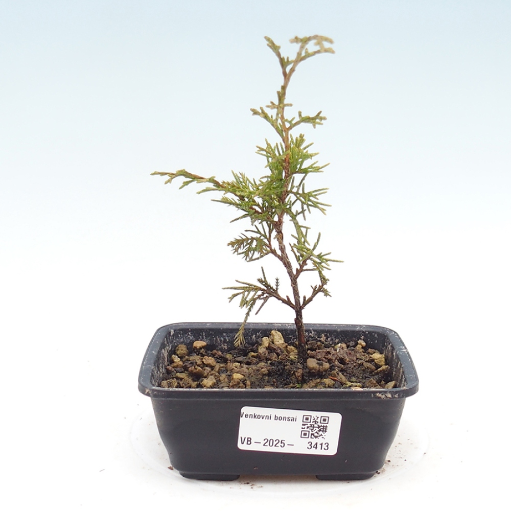 Bonsaï d'extérieur - Juniperus chinensis Itoigawa
